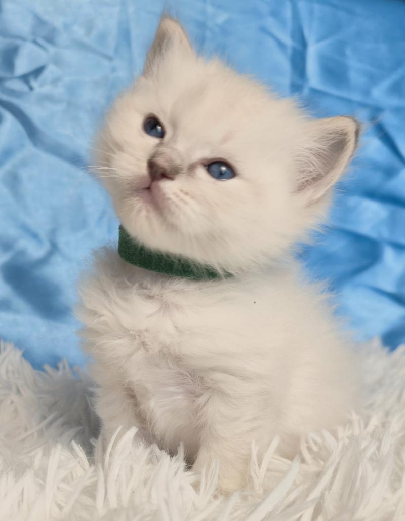 Beyla Femelle Ragdoll