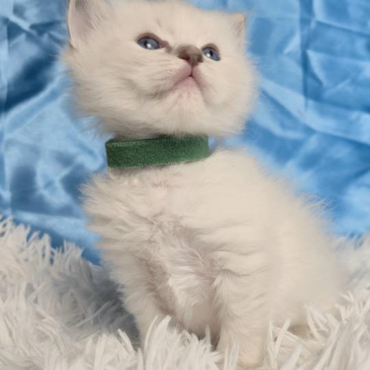 chaton Ragdoll Beyla Chatterie de la Griffe des Sage