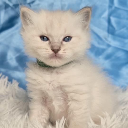 chaton Ragdoll Beyla Chatterie de la Griffe des Sage