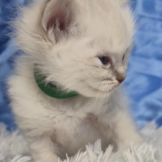 chaton Ragdoll Beyla Chatterie de la Griffe des Sage