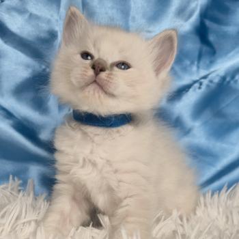 chaton Ragdoll Bjorn Chatterie de la Griffe des Sage