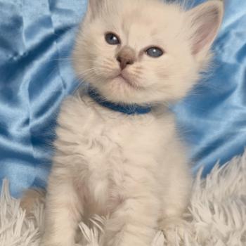 chaton Ragdoll Bjorn Chatterie de la Griffe des Sage