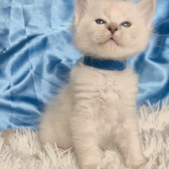 chaton Ragdoll Bjorn Chatterie de la Griffe des Sage