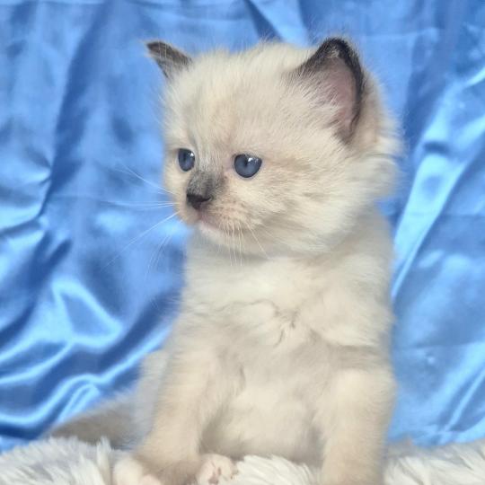 chaton Ragdoll Bonita Chatterie de la Griffe des Sage