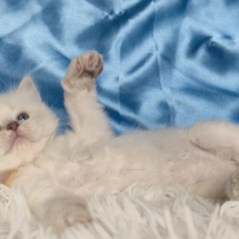 chaton Ragdoll Bora Chatterie de la Griffe des Sage