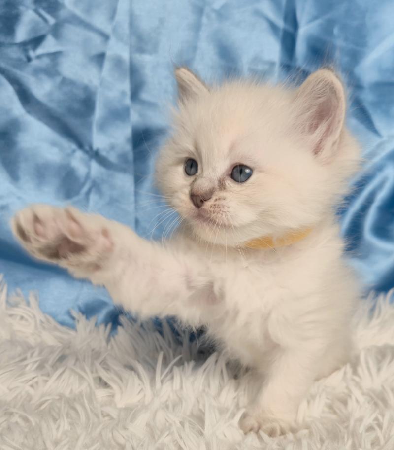 Bora Femelle Ragdoll