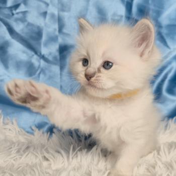 chaton Ragdoll Bora Chatterie de la Griffe des Sage
