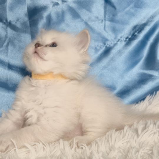 chaton Ragdoll Bora Chatterie de la Griffe des Sage