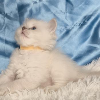 chaton Ragdoll Bora Chatterie de la Griffe des Sage