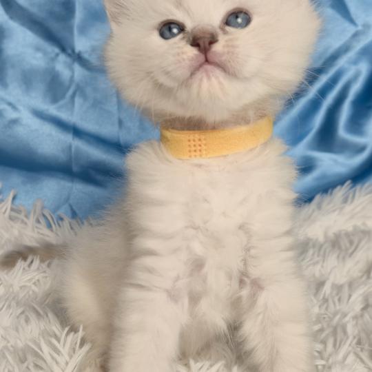 chaton Ragdoll Bora Chatterie de la Griffe des Sage