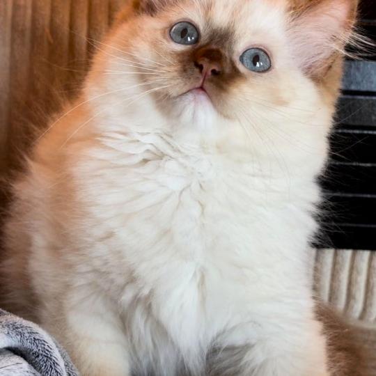 Bulle Femelle Ragdoll
