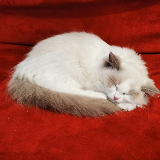 chat Ragdoll blue bicolor Umberta Chatterie de la Griffe des Sage