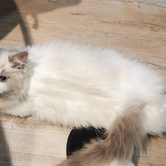 chat Ragdoll blue bicolor Umberta Chatterie de la Griffe des Sage