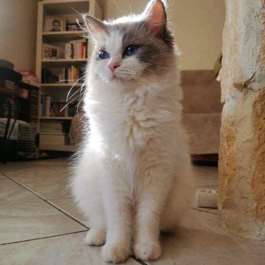 chat Ragdoll blue bicolor Umberta Chatterie de la Griffe des Sage