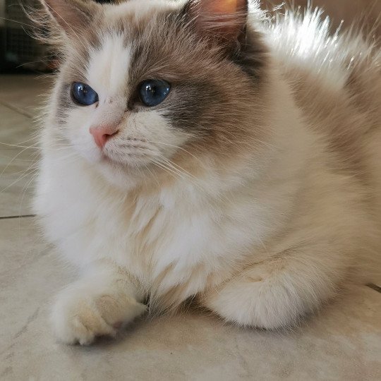 chat Ragdoll blue bicolor Umberta Chatterie de la Griffe des Sage