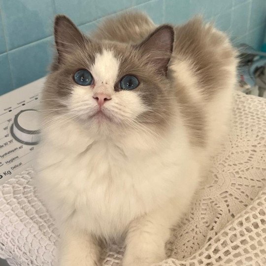 chat Ragdoll blue bicolor Umberta Chatterie de la Griffe des Sage