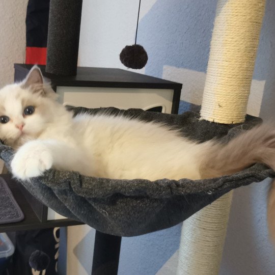 chat Ragdoll blue bicolor Umberta Chatterie de la Griffe des Sage