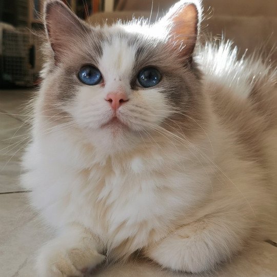 chat Ragdoll blue bicolor Umberta Chatterie de la Griffe des Sage