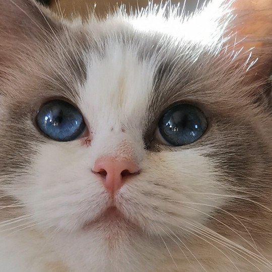 chat Ragdoll blue bicolor Umberta Chatterie de la Griffe des Sage