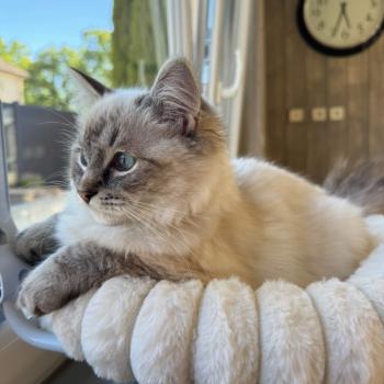 Chaton Ragdoll seal point