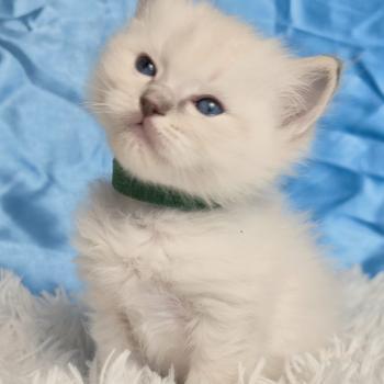 Chaton Ragdoll seal tabby point