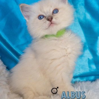 Chaton Ragdoll blue tabby point
