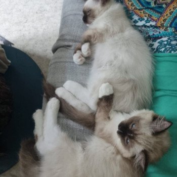 Chaton Ragdoll seal point mitted