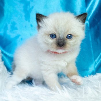 Chaton Ragdoll seal tabby point