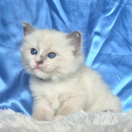 Basalte Mâle Ragdoll
