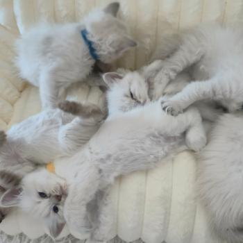 Portée Umiko ❤ White 2026